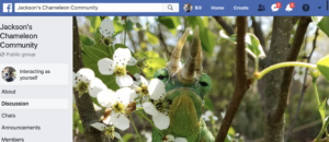 Jacksons Chameleon Community Facebook Group