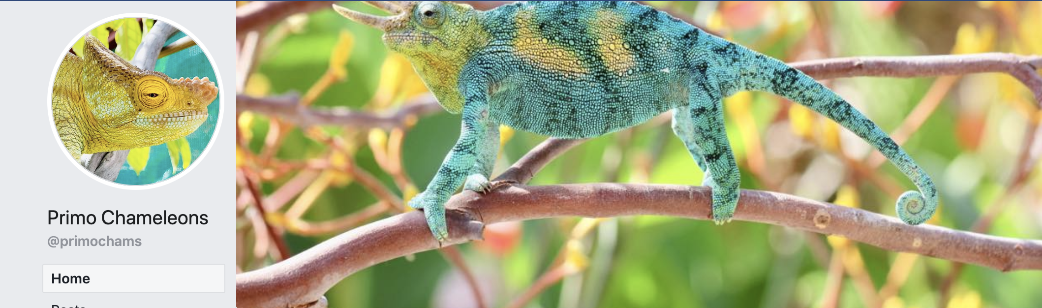 PrimoChameleons Facebook