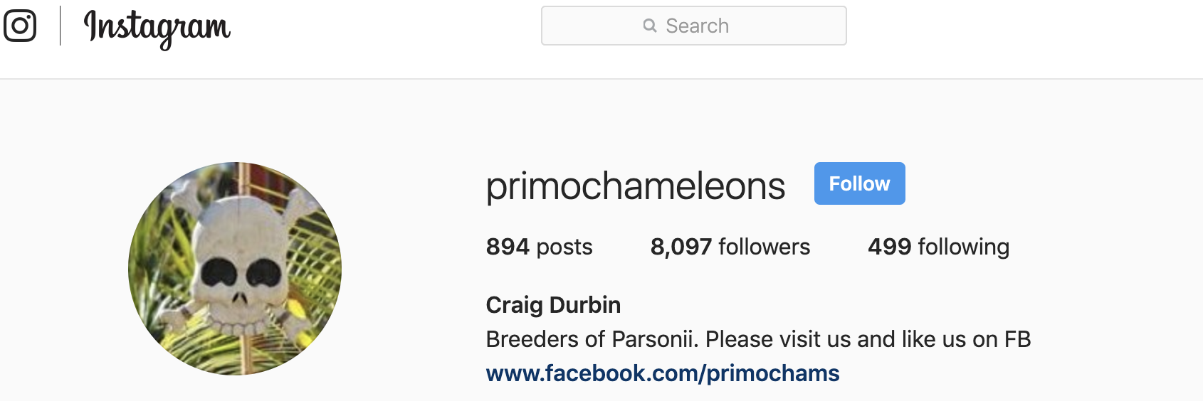 PRimo Chameleons Instagram