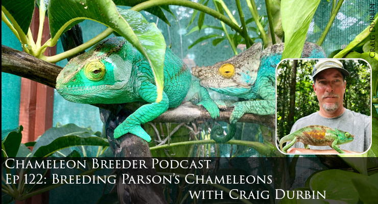 Parson's Chameleon Breeding