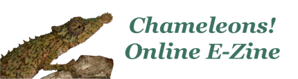 Chameleons! eZine