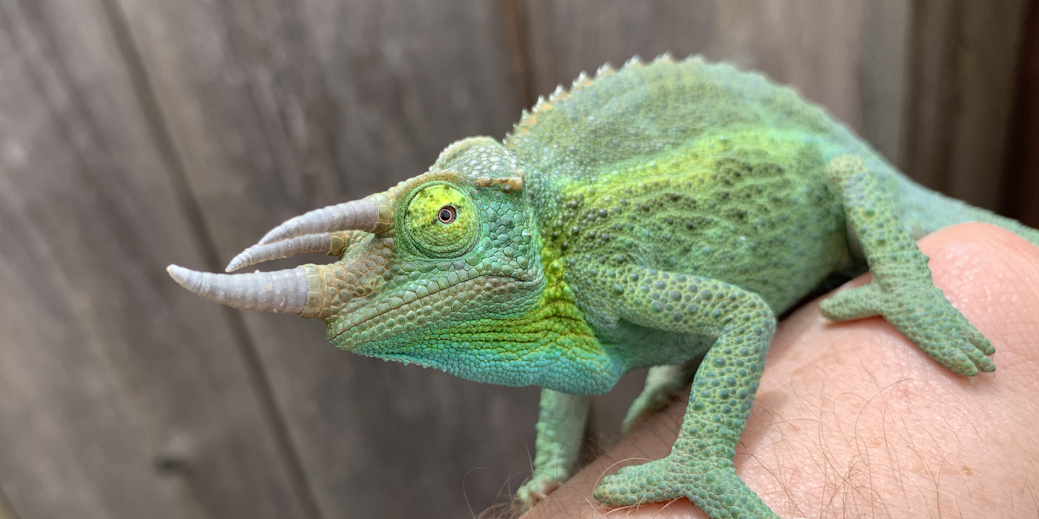 Jackson's Chameleon