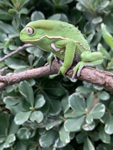 waxy monkey tree frog profile