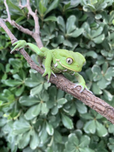 waxy monkey tree frog climbing